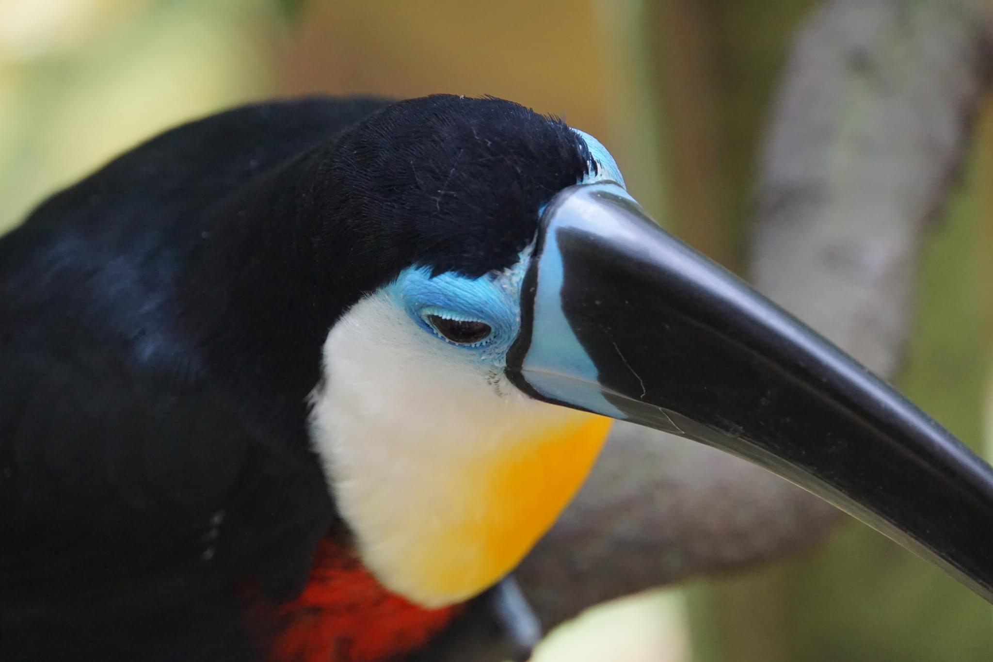 Toucan