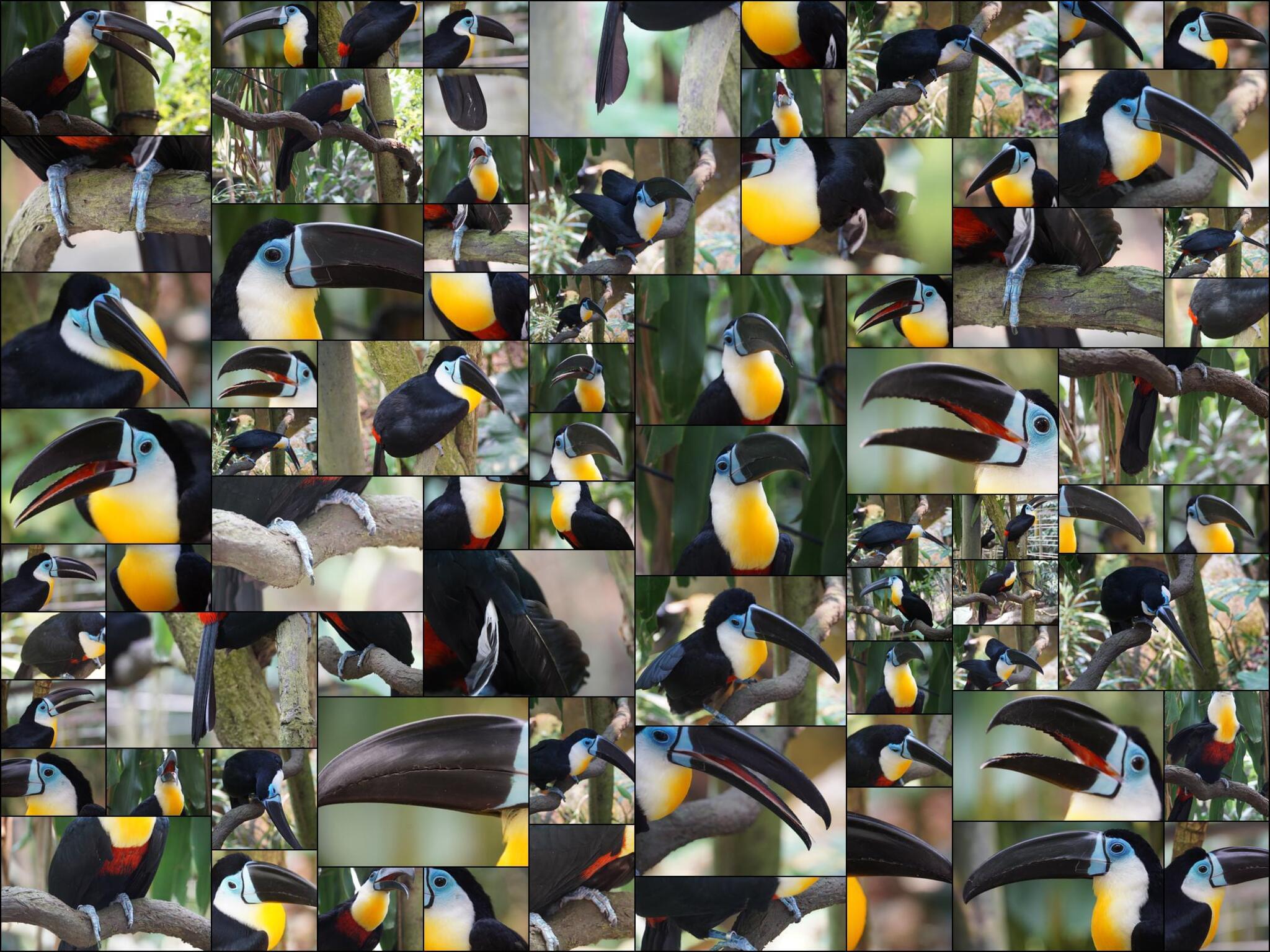 Toucan