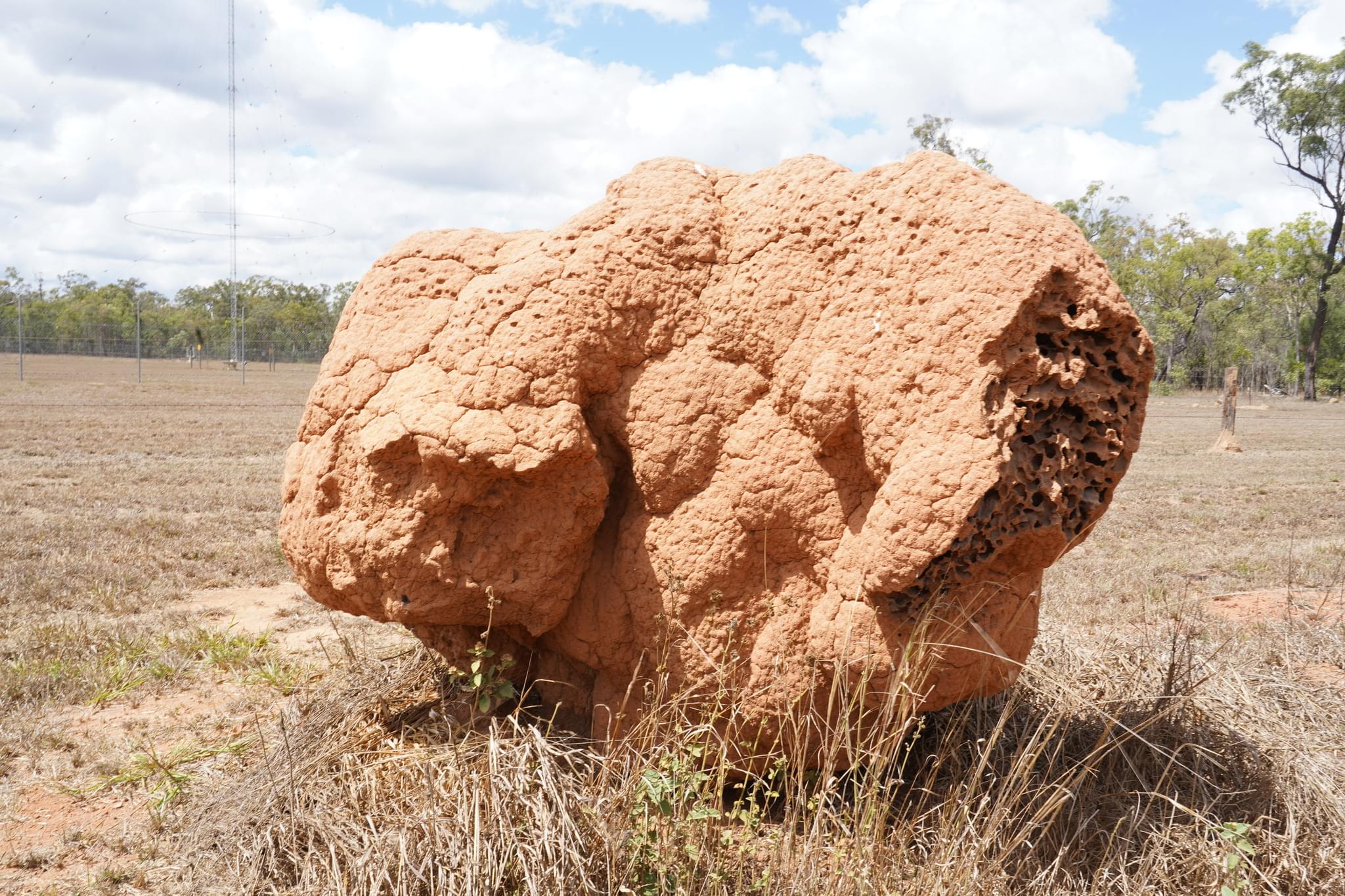 Mega Price Thick Red Termite Mounds Sale Now