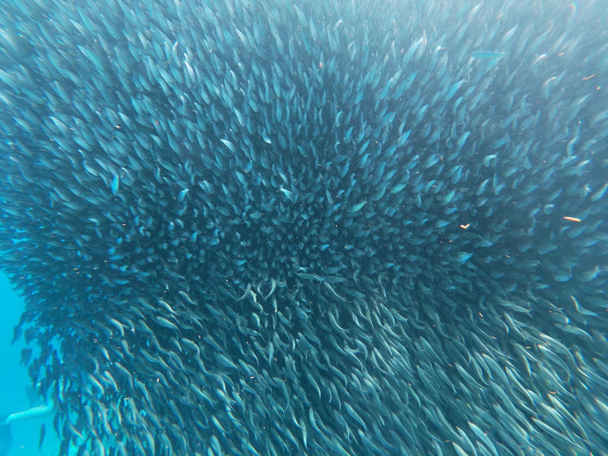 Sardines Fish Clouds