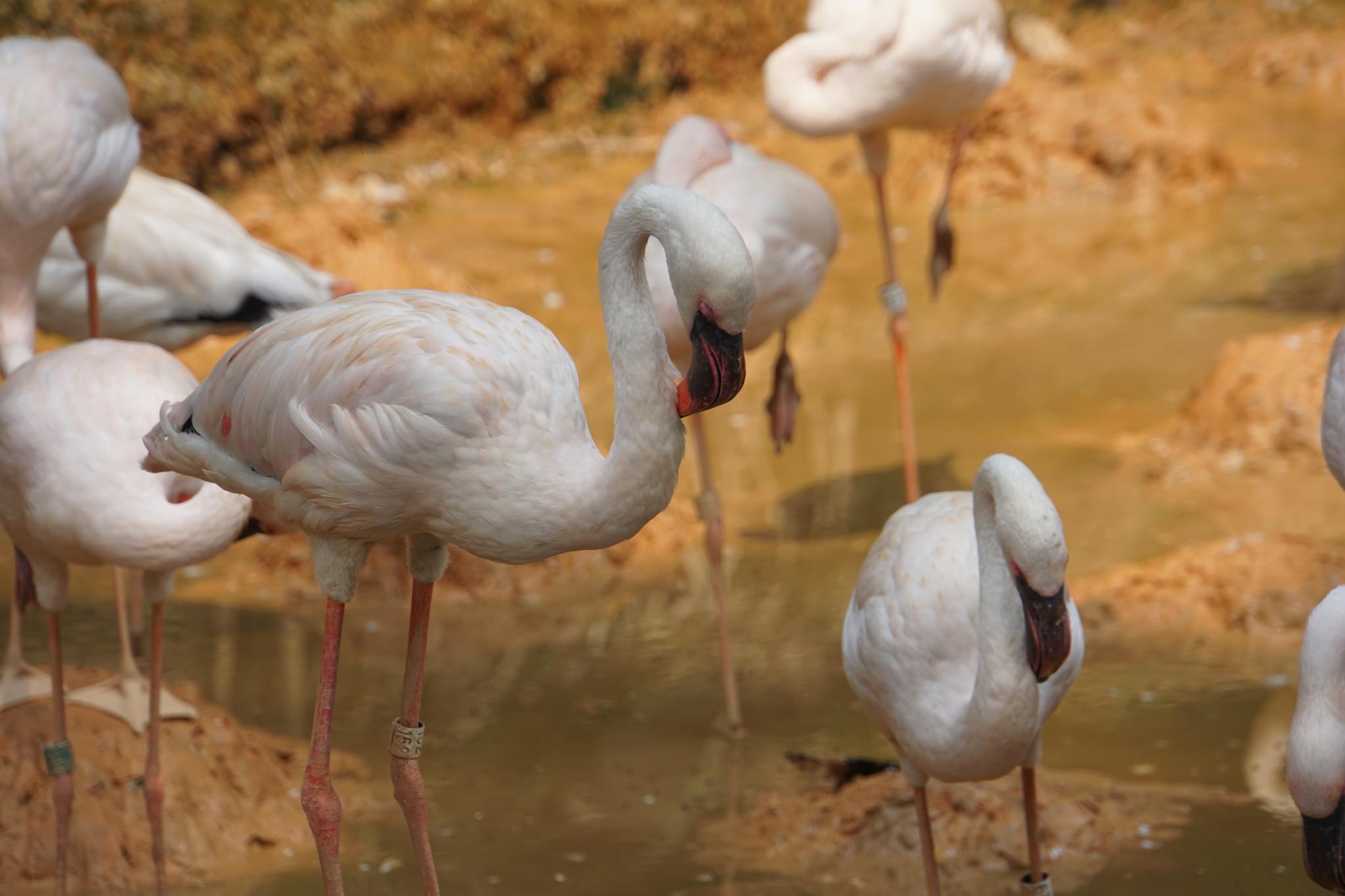 Lesser Flamingo