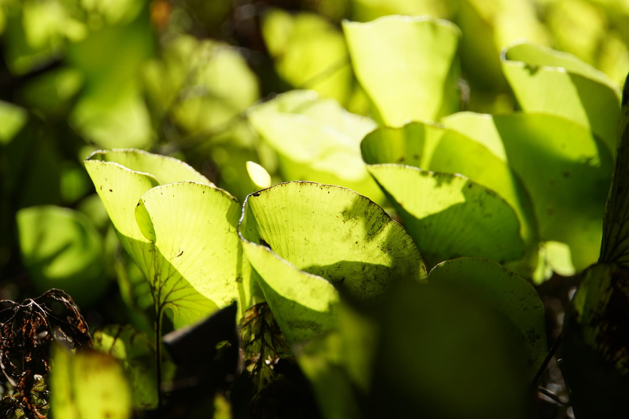 Macro Vegetation