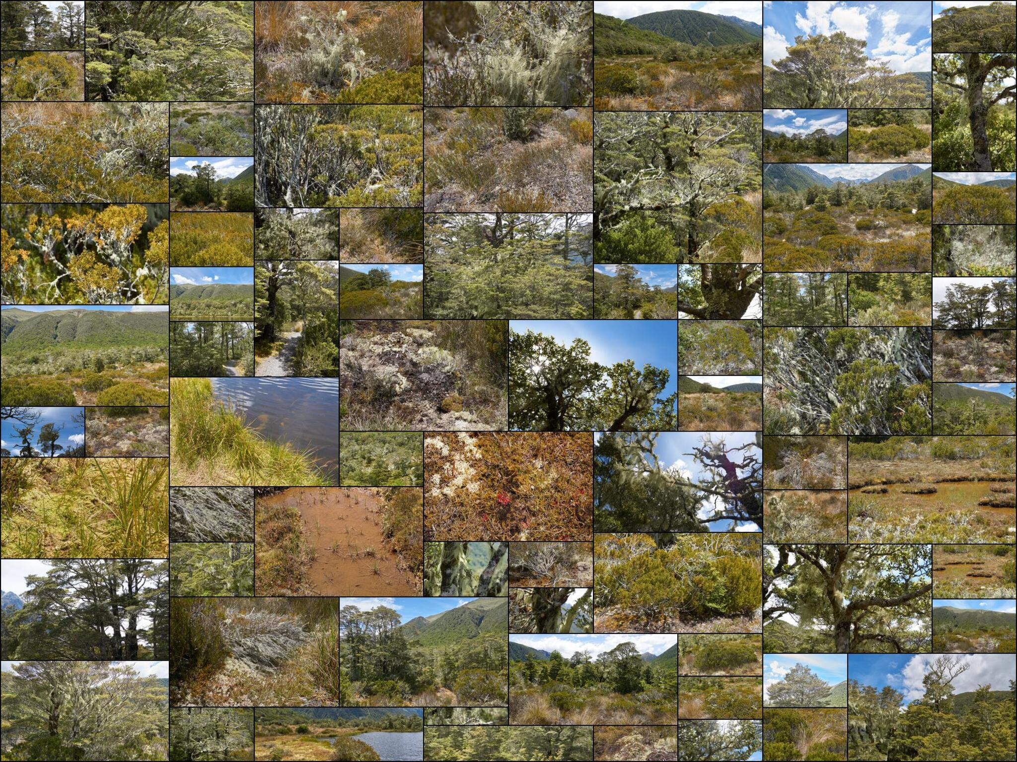 Mossy Bushland
