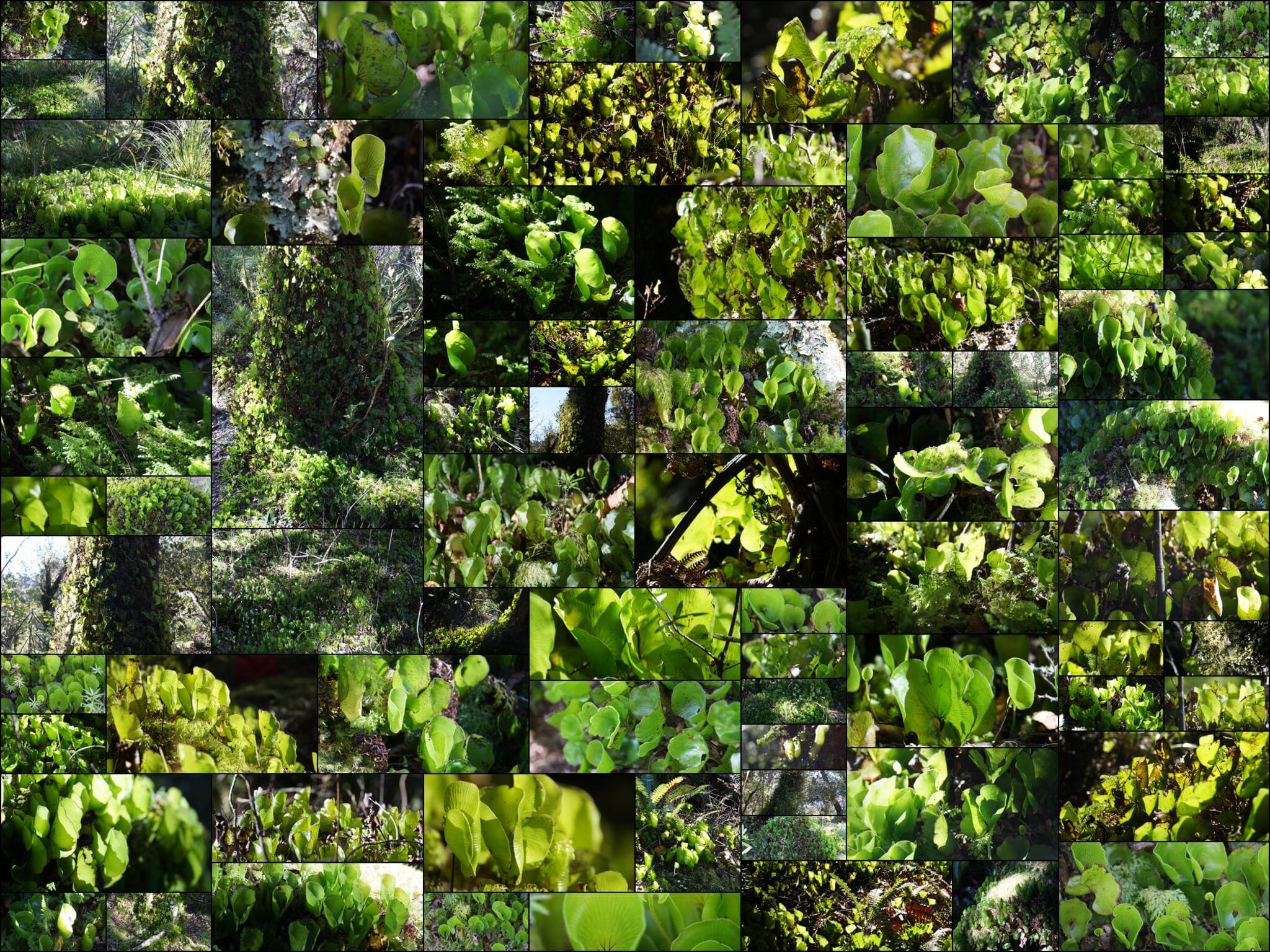 Macro Vegetation