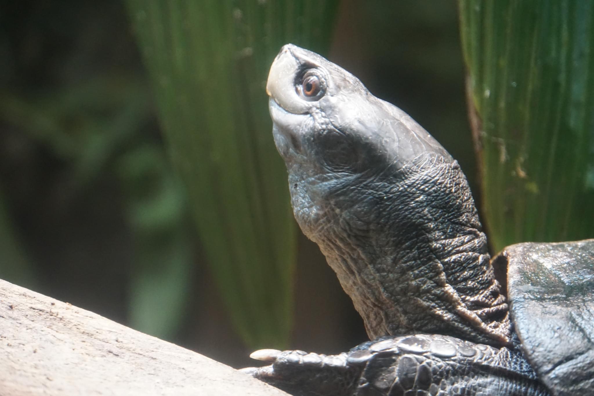 Snake-Necked Turtle
