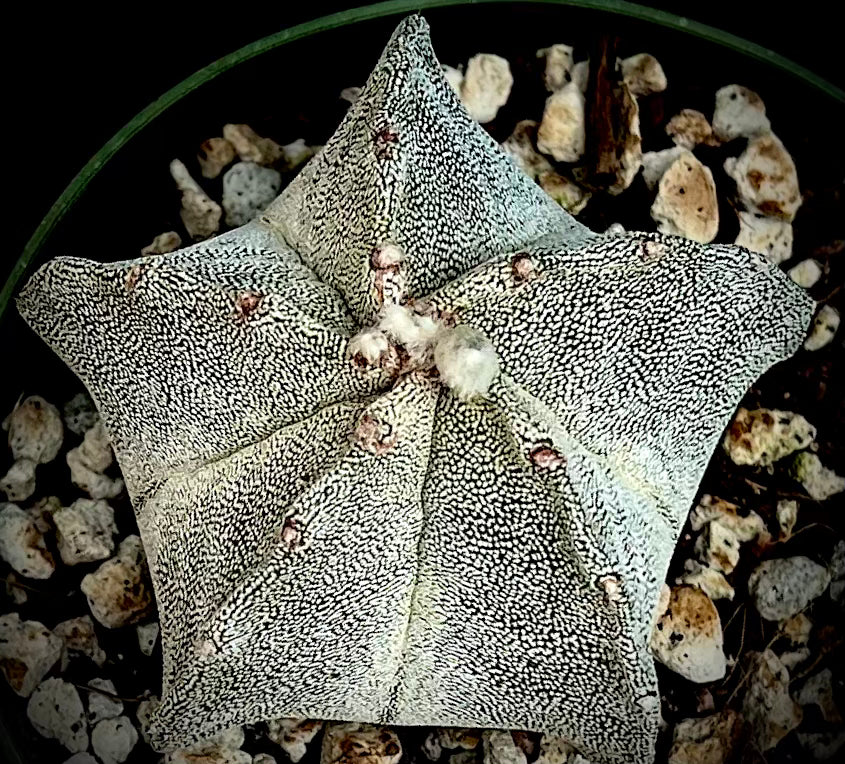 Astrophytum myriostigma  Bishops Cap Cactus
