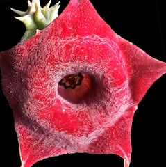 Huernia hybrid Elvis