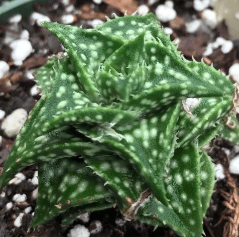 Adenium crispum Desert Rose Dwarf Caudex Plant 5” pot seed grown – Paradise  Found Nursery