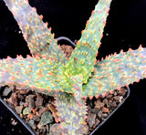 Aloe hybrid 'Tim Harvey' 4" - Paradise Found Nursery