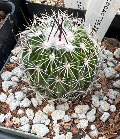 Strofinaccio da Ricamare, mod. Cactus - Giaquinto