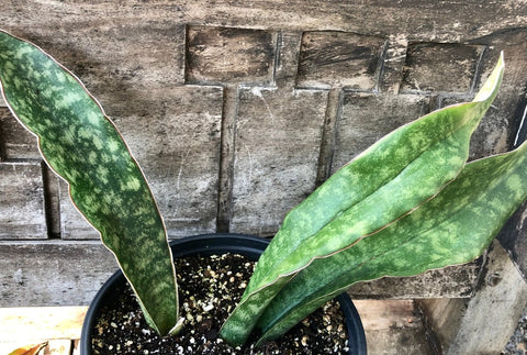 Sansevieria cylindrica 6/1 gallon Easy Snake Plant – Paradise Found Nursery