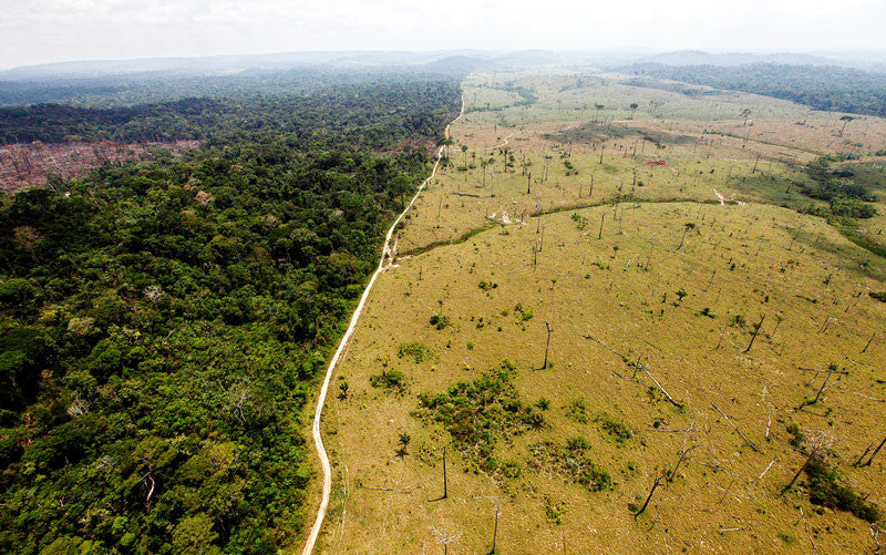 Image showing drastic contrast of deforestation 