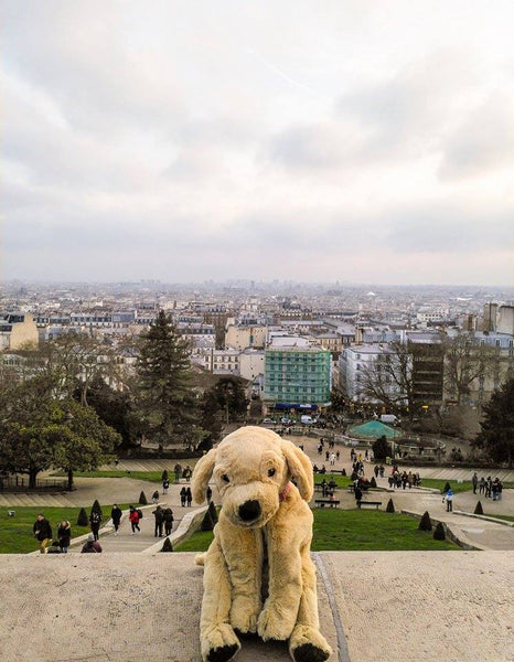 paris my golden pet acessórios animais