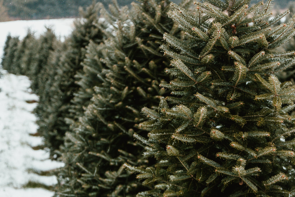 Evergreen Tree Farm