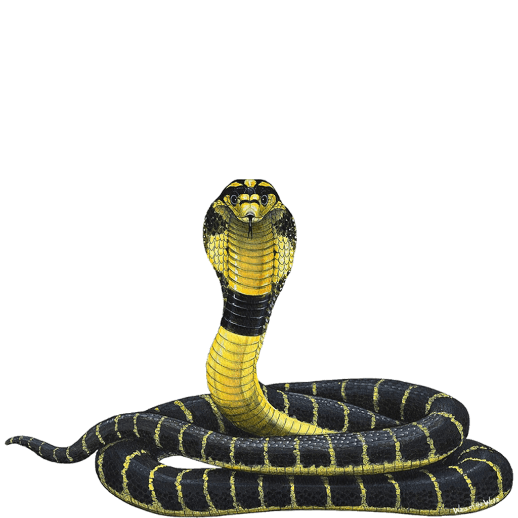 Image result for cobra snake