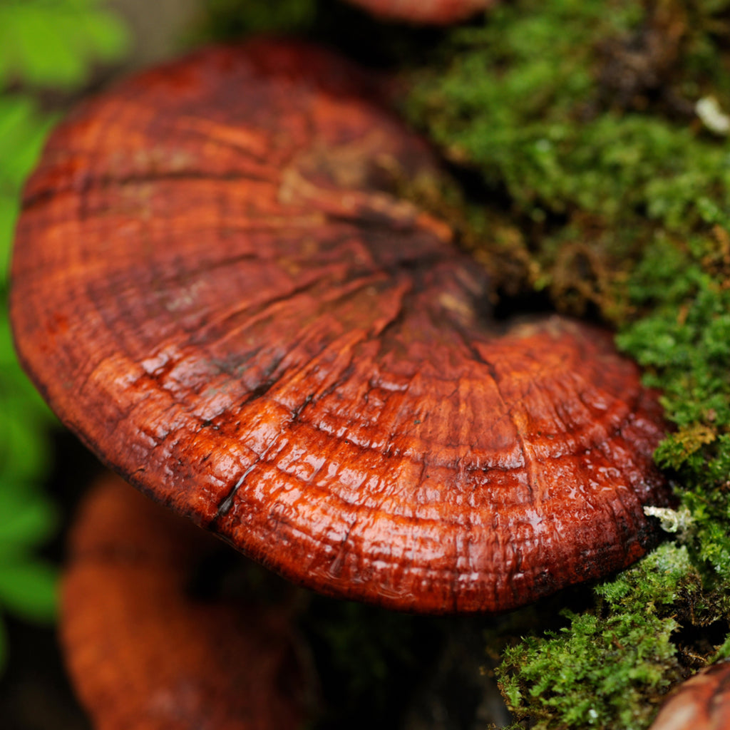 reishi mushroom