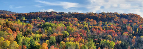 Vermont Foliage