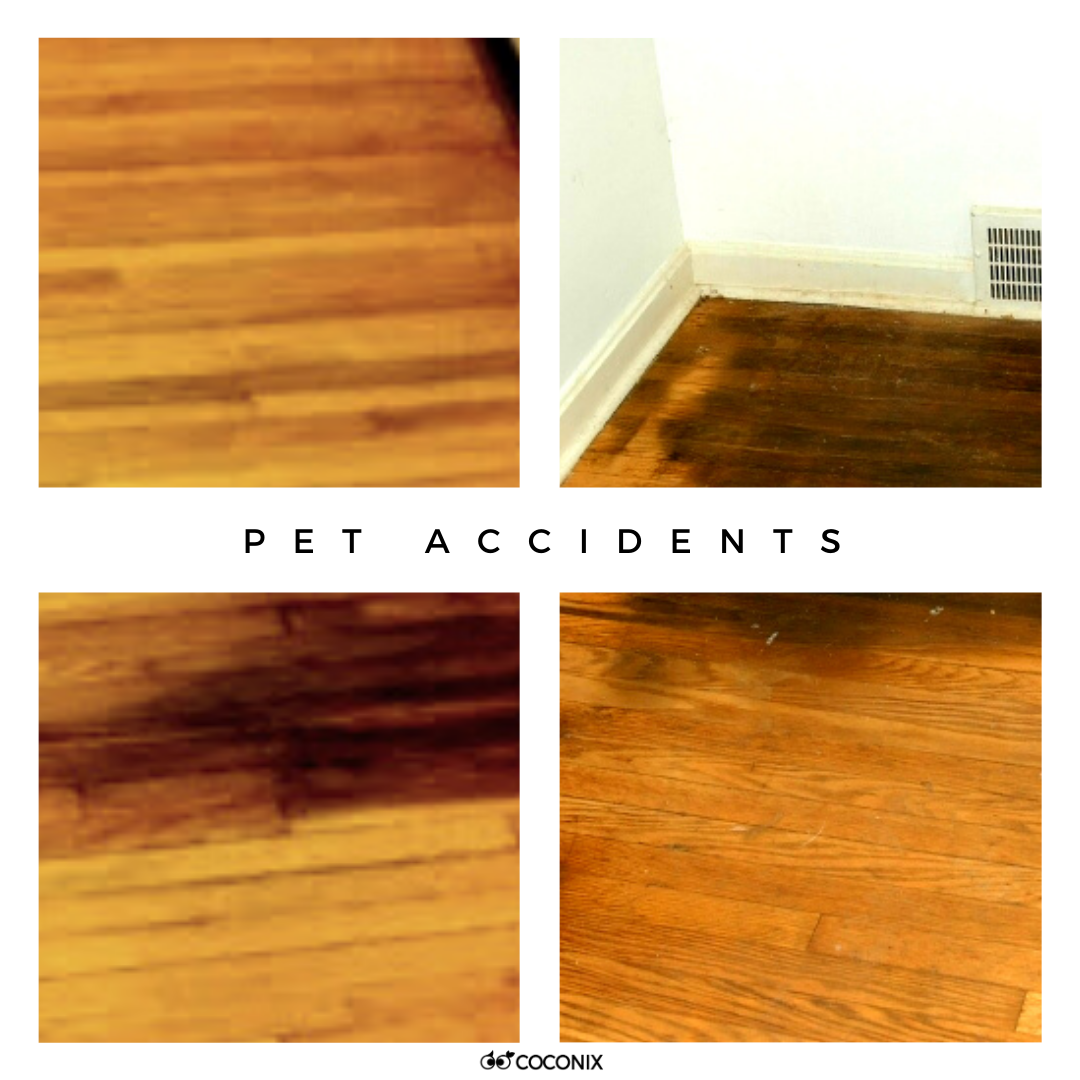Pet Accidents