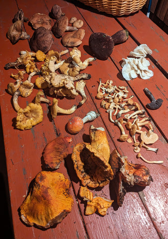 Halloween 2023 research foray results: boletes, angel wings, fluted black elfin saddle, hedgehogs, lobsters, a fly agaric, and golden chanterelles.