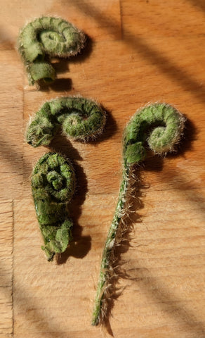 In the spring of 2023 was the first time we foraged both edible fern fiddleheads (depicted) and ramps.