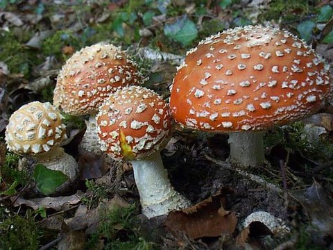 Amanita muscaria, or Fly Agaric. Photo courtesy first-nature.com.