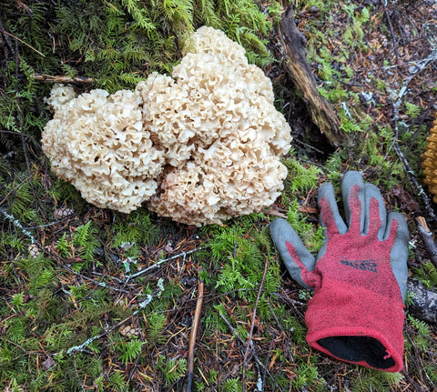 2-pound Cauliflower Mushroom