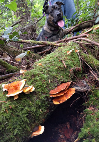 Chicken of the woods growing from old cedar. We're trying to train Grizzly (my son's pup) to sniff out mushrooms. It's not working thus far.