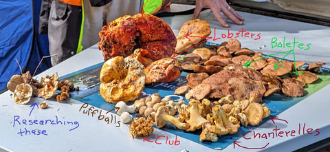 Close-up of mushrooms harvested during a one-hour research foray on September 20, 2023