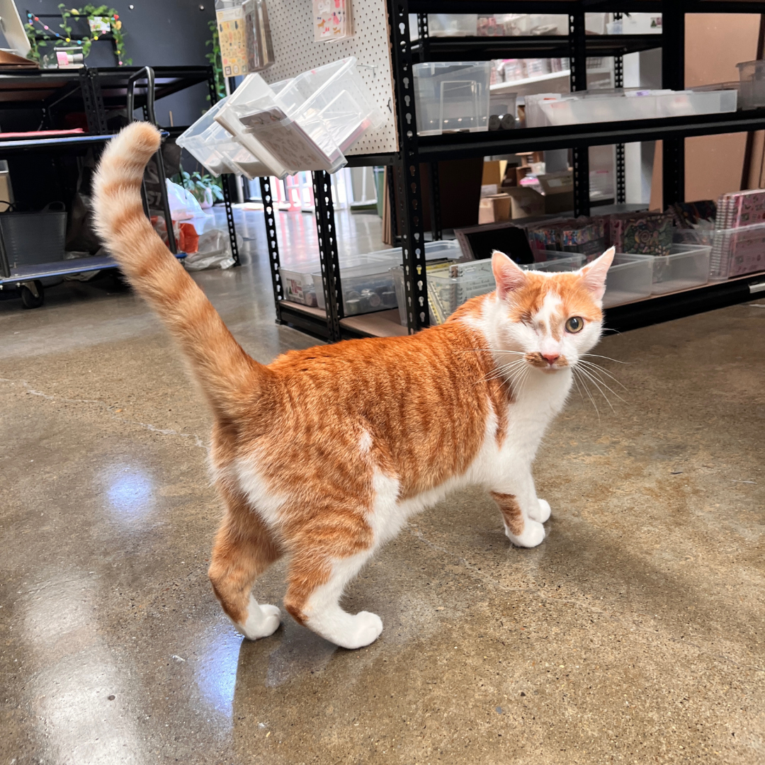 Ginger rescue cat gold coast