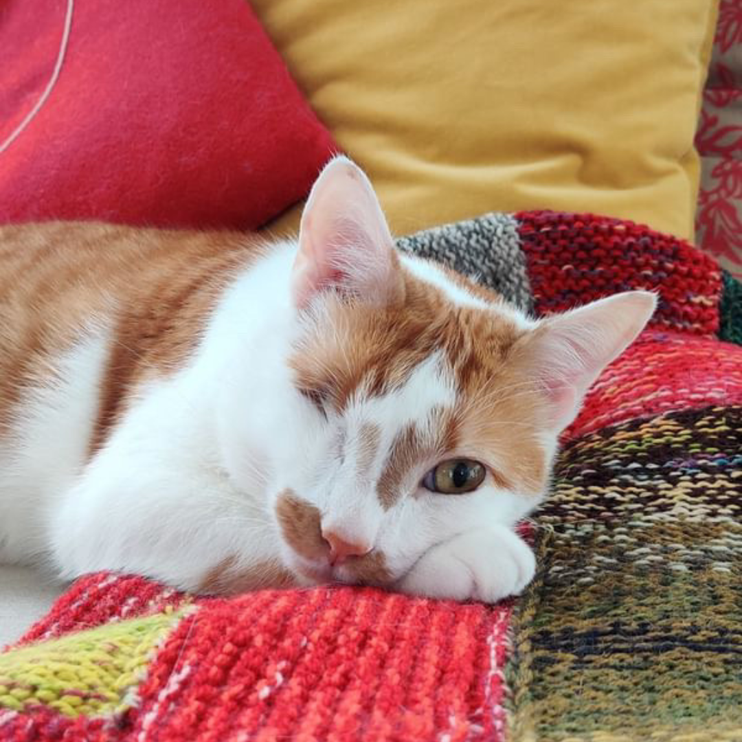 ginger rescue cat Gold Coast