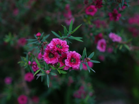 Leptospermum scoparium