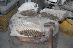 Mammoth Molar Tooth Ivory