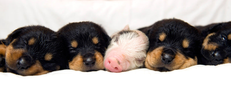 puppies and pig