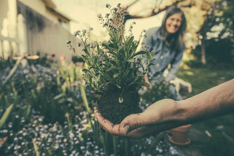 Holding up plant with dirt in hand