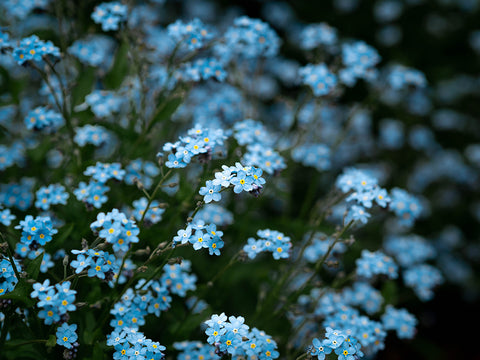 Forget-Me-Nots