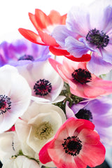 Anemone Flower