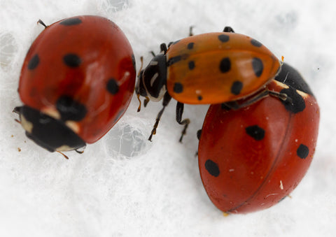 Identifying Native Ladybugs – NaturesGoodGuys