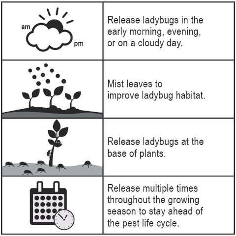 How to release ladybugs chart