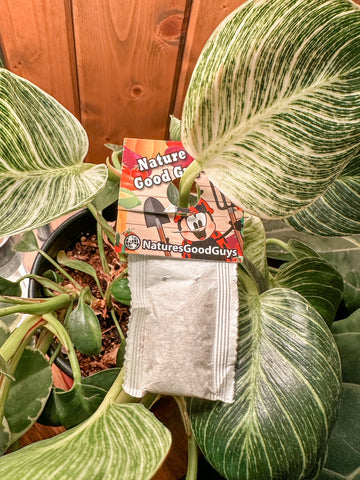 Has anyone used this? I want to get some supplies incase I get a bug  outbreak at any point. Any recommendations welcome. : r/HouseplantsUK