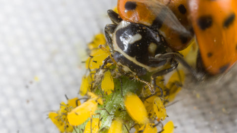 Ladybug eating aphids