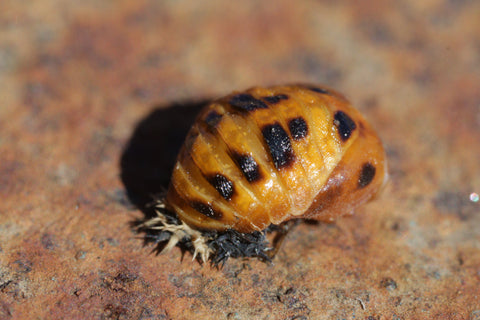 Ladybugs 101 – NaturesGoodGuys