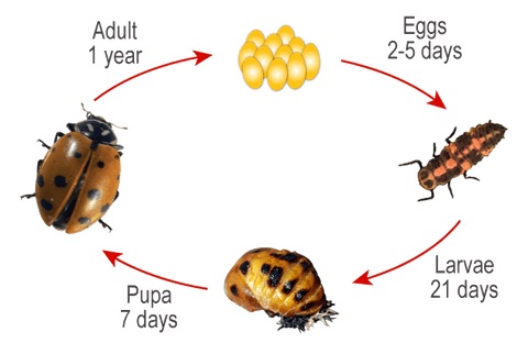 Ladybugs - Preys on Aphids, Mealybugs, Thrips, Spider Mites