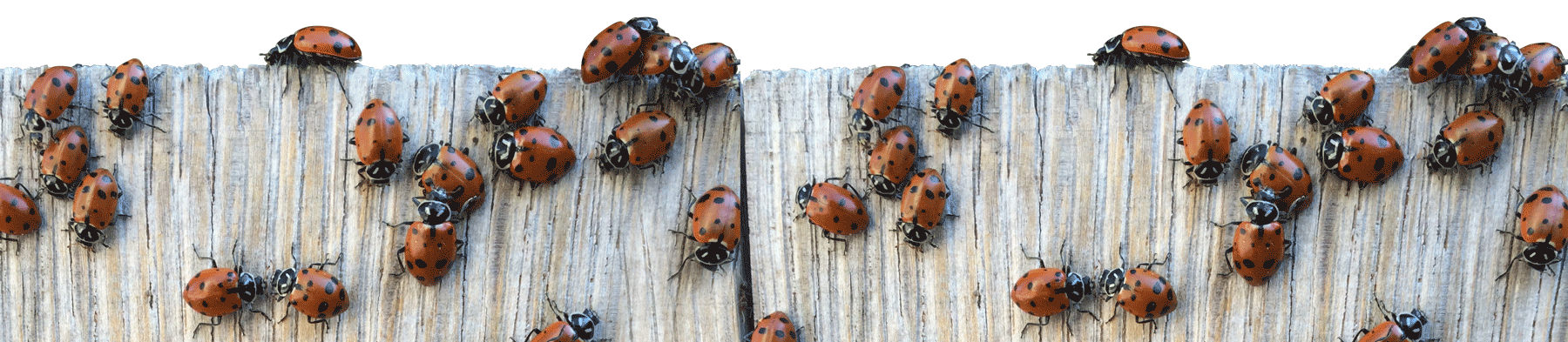 Ladybugs on fence