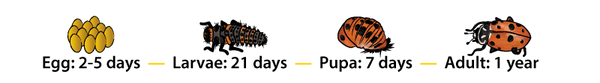 Ladybug Lifecycle