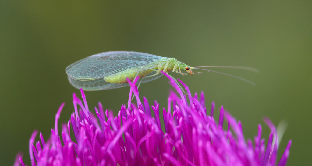 Green Lacewings - Common Questions and Answers – NaturesGoodGuys