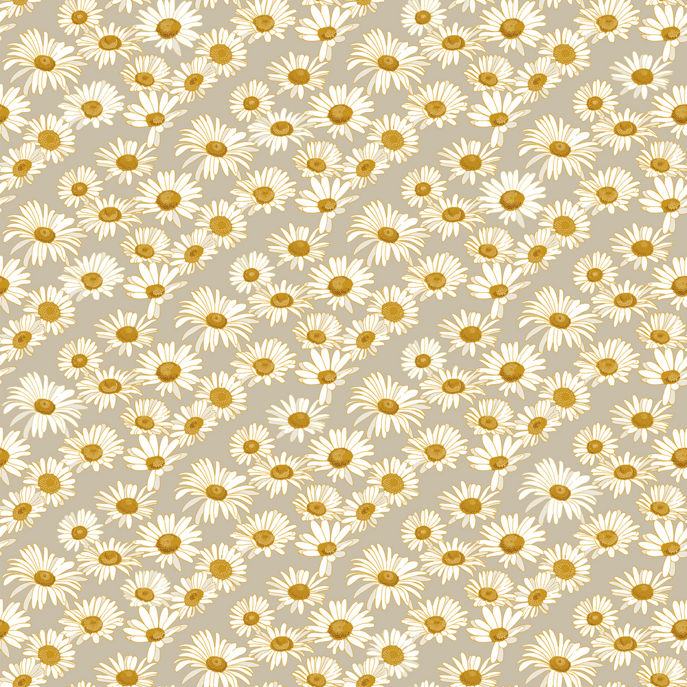 Pictures of daisies