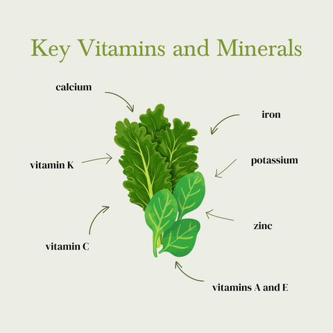 vitamins and minerals on leaf of kale and spinach, in the style of graphic illustrations, light green, textual elements, golden age illustrations, ironical, kimoicore, orderly arrangements