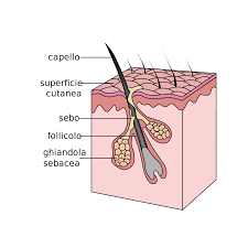 Follicle