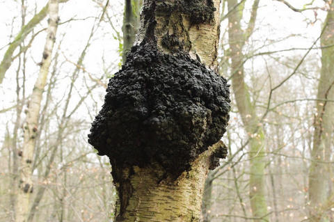 chaga mushroom benefits