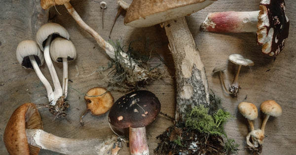 medicinal adaptogenic mushrooms 